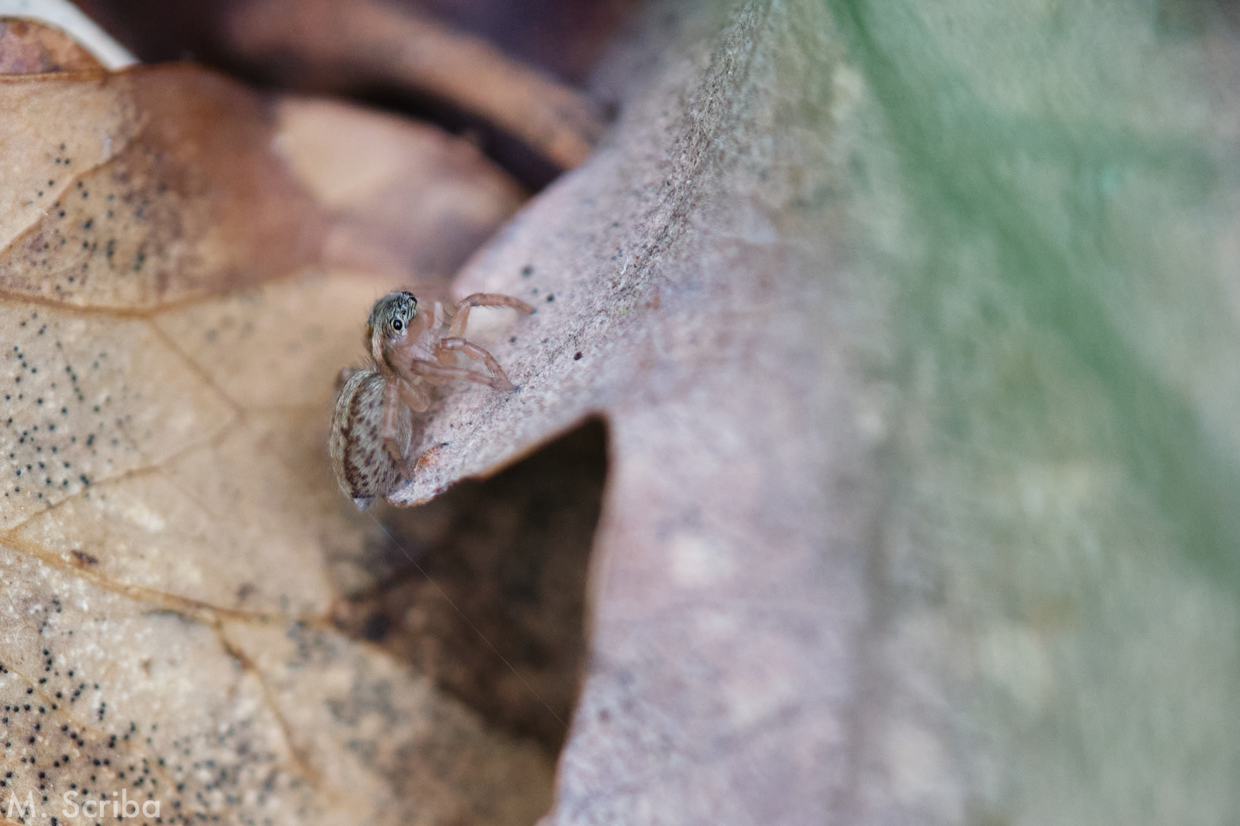 Saitis barbipes female on a leaf
